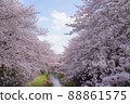 Spring in full bloom Beautiful cherry blossoms Pink Sakura Aozora River 88861575