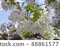 Spring in full bloom Beautiful cherry blossoms Pink Sakura Blue sky 88861577
