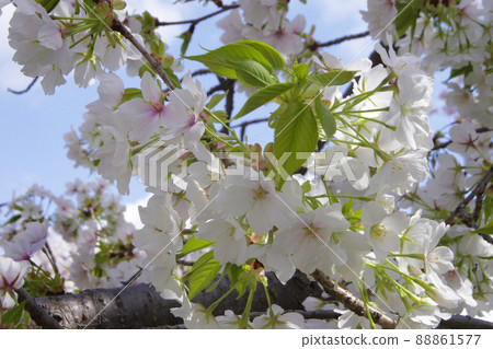 Spring in full bloom Beautiful cherry blossoms Pink Sakura Blue sky 88861577