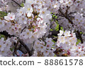 Spring in full bloom Beautiful cherry blossoms Pink Sakura Aozora River 88861578