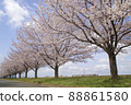 Spring in full bloom Beautiful cherry blossoms Pink Sakura Aozora River 88861580