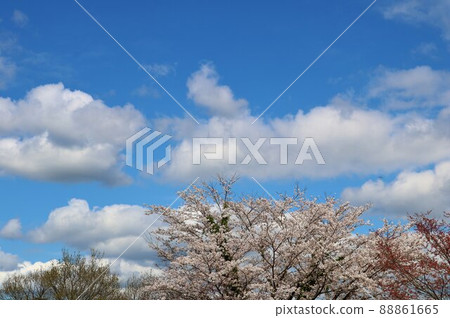 春日清爽，古樹上櫻花盛開 88861665