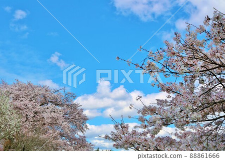 春日清爽，古樹上櫻花盛開 88861666