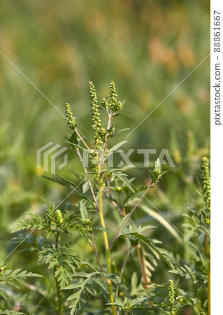 Ragweed closeup, common allergy plant 88861667