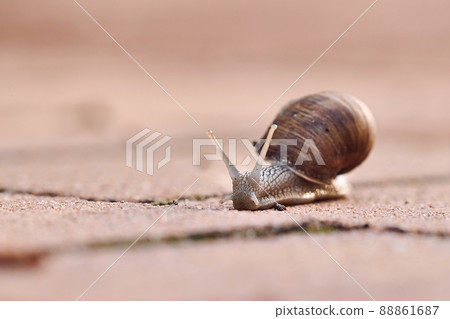 Snail crawling on the ground Snail crawling on the ground 88861687