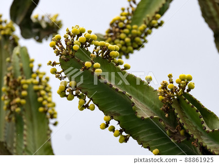 Ornamental exotic plant Euphorbia Great Ornamental exotic plant Euphorbia Great 88861925