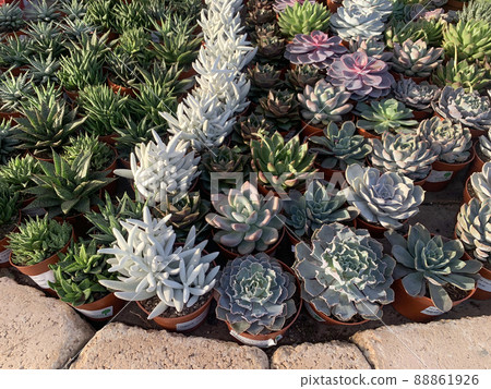 Succulents in the greenhouse 88861926