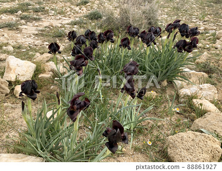 Wild black iris blooms in the Negev desert 88861927