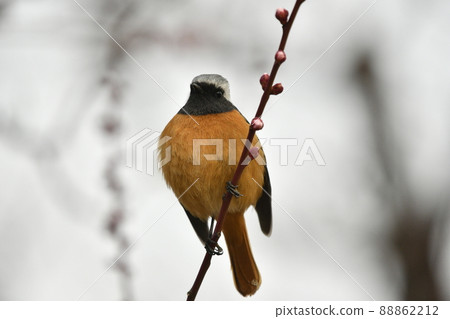 Daurian Redstart的丈夫（春天的形象） 88862212