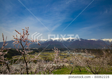 Komagane City Yoshise weeping cherry tree 88862228