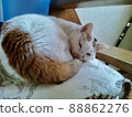 Mochi style (burnt) -Calico cat- 88862276