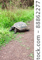 Tortoise (Galapagos Giant Tortoise) 88862277