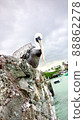 Decisive face (blue-footed booby) 88862278