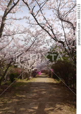 櫻花盛開的散步道和平木山公園的觀景台 櫻花盛開的散步道和平木山公園的觀景台 88862313