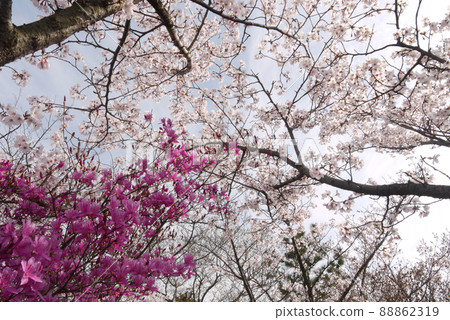 檜山公園內盛開的櫻花和杜鵑花 檜山公園內盛開的櫻花和杜鵑花 88862319
