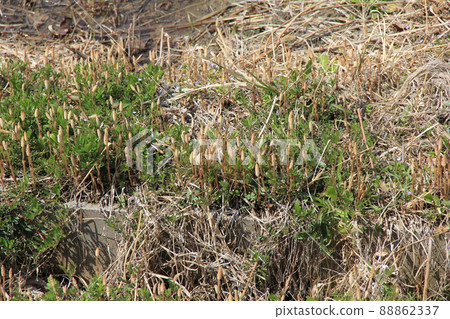 Spring landscape / "Horsetail" that grows in clusters 88862337