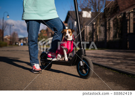 A woman rides an electric scooter around the cottage village with the Dog. Jack Russell Terrier in a pink jacket on a cool autumn day. A woman rides an electric scooter around the cottage village with the Dog. Jack Russell Terrier in a pink jacket on a cool autumn day. 88862419