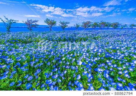 大阪舞島海濱公園的 Nemophila 大阪舞島海濱公園的 Nemophila 88862794