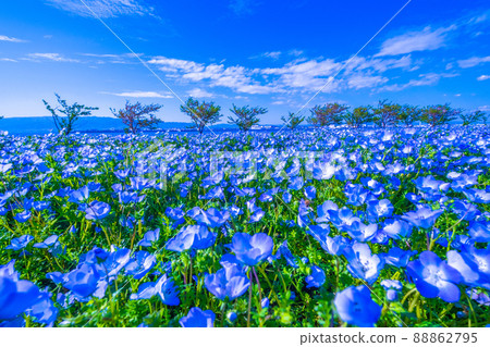 Nemophila at Osaka Maishima Seaside Park Nemophila at Osaka Maishima Seaside Park 88862795