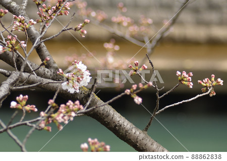 櫻桃樹 櫻桃樹 88862838