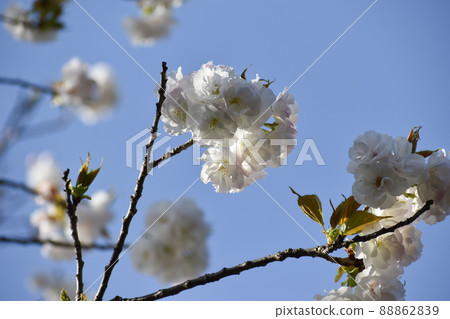 Pure white village Zakura that shines in the blue sky Pure white village Zakura that shines in the blue sky 88862839