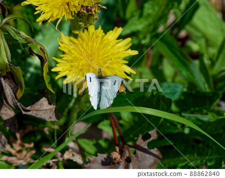 Pieridae Anthocharis ♂ honey sucking 88862840