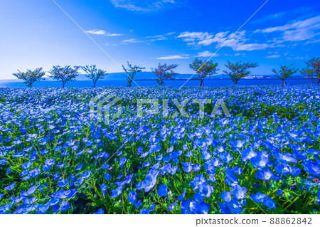 Nemophila at Osaka Maishima Seaside Park Nemophila at Osaka Maishima Seaside Park 88862842