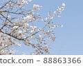 Cherry blossoms in full bloom and blue sky 88863366