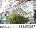 Yoshino cherry tree in full bloom 88863367