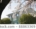 Yoshino cherry tree in April 88863369