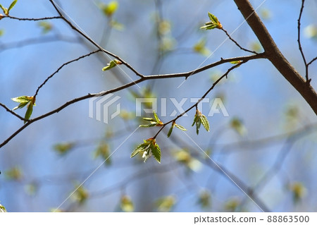 Buds emerging in spring Buds emerging in spring 88863500