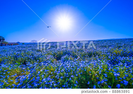 Nemophila at Osaka Maishima Seaside Park Nemophila at Osaka Maishima Seaside Park 88863891