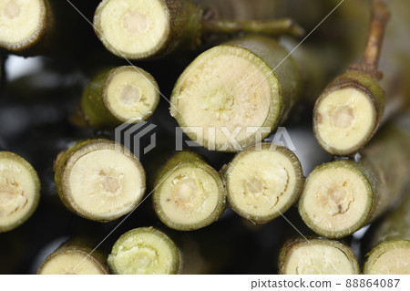 Confederate rose cutting back cross section (fix shooting) 88864087