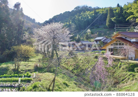 春天櫻花盛開的寧靜鄉村景觀 春天櫻花盛開的寧靜鄉村景觀 88864128