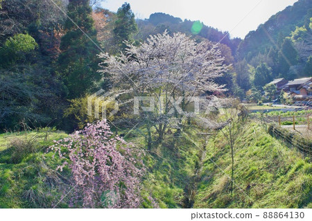 春天櫻花盛開的寧靜鄉村景觀 春天櫻花盛開的寧靜鄉村景觀 88864130