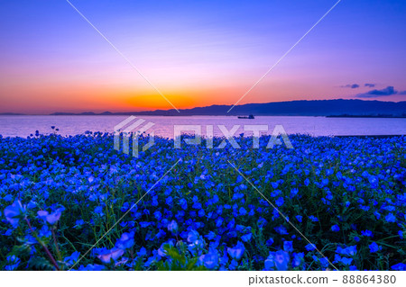大阪舞島的 Nemophila 和魔法時光 大阪舞島的 Nemophila 和魔法時光 88864380