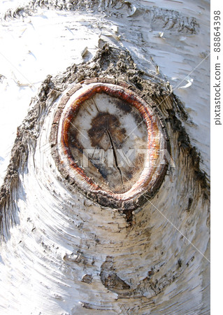 Birch, tree, tree, trunk, nature, bark, log, outdoor, lumber, tree Birch, tree, tree, trunk, nature, bark, log, outdoor, lumber, tree 88864398