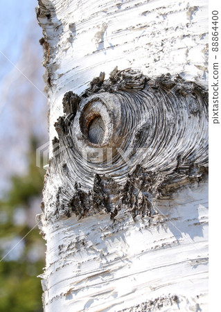 樺木, 樹, 樹, 樹幹, 自然, 樹皮, 原木, 戶外, 木材, 樹 88864400