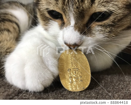 貓到小號 貓到小號 88864418