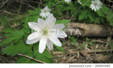 White flowers of Anemone pseudoaltaica White flowers of Anemone pseudoaltaica 88864866