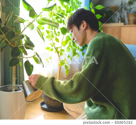 Living with houseplants Living with houseplants 88865282