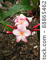 Hawaiian Plumeria 88865462