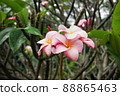 Hawaiian Plumeria 88865463