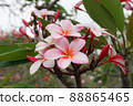 Hawaiian Plumeria 88865465