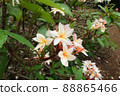 Hawaiian Plumeria 88865466