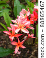 Hawaiian Plumeria 88865467