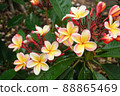 Hawaiian Plumeria 88865469