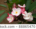 Hawaiian Plumeria 88865470