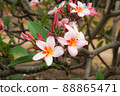 Hawaiian Plumeria 88865471