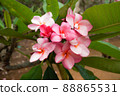 Pink plumeria 88865531